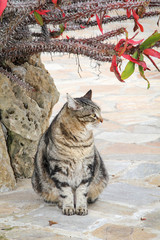 Portrait einer Katze