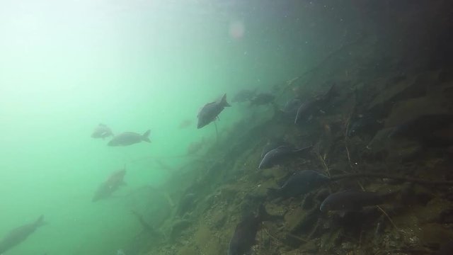 Freshwater fish carp Cyprinus carpio in the beautiful clean pound. Underwater shot in the lake. Wildlife animal. Underwater footage of group of Carps in the nature habitat with nice background. 