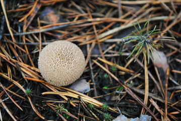 Lycoperdon perlatum (common puffball, warted puffball, gem-studded puffball, devil's snuff-box) mushroom, growing in rotten pine needles background