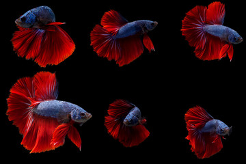 Siamese fighting fish