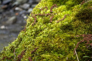 moss on a tree