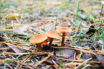 Close-up orange mushrooms group, grass background, soft bokeh