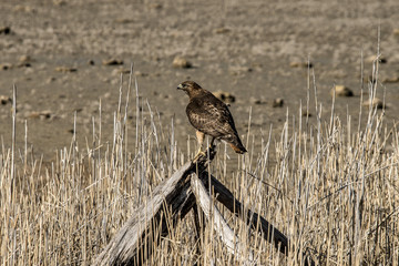 Red-Tailed Hawk