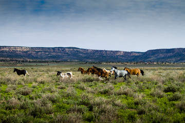 Fototapeta na wymiar wild houses, Arizona, running herd free freedom 