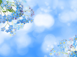 Obraz na płótnie Canvas Blue forget-me-not flowers background