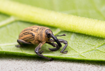 Weevil