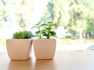 The green plastic cactus is in a white pot. Put on a wooden table The front of the window