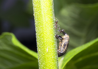 Weevil