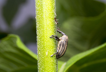 Weevil