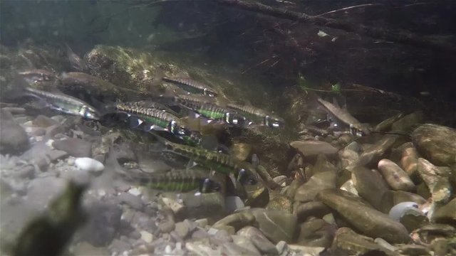 Underwater video of spawning minnows Phoxinus phoxinus. Nice freshwater fish in the nature habitat. Live in the rive. Underwater mountain creek. Group of Common minow preparing for spawning. Underwate