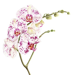 Watercolor phalaenopsis orchid branch isolated on white background. Hand drawn realistic botanical illustration.