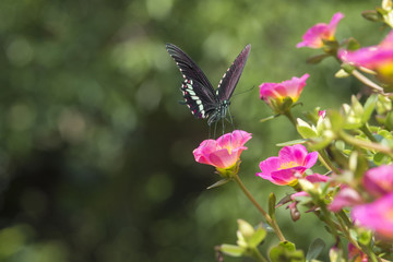 Butterfly on pink flower