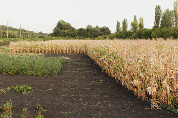 Corn field in the village