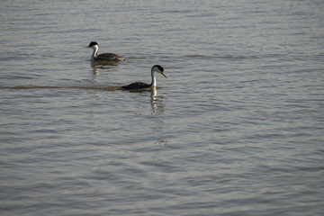 Western Grebe