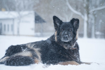 Lying German shepherd taking a rest from playing in snow, looking towards camera, shot in a park in Leipzig, Germany 