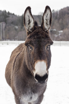 donkey