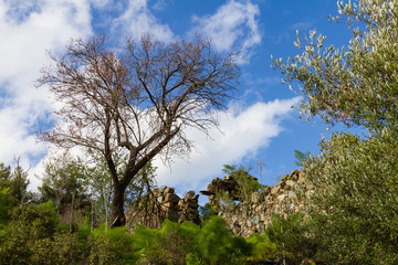 Scenic view of trees and ruins of the old derelict village of Apiliki in Cyprus