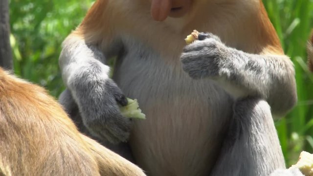 Male Proboscis Monkey (Nasalis larvatus) Chewing Food. Endangered Endemic Borneo Animal
