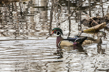 Wood Duck