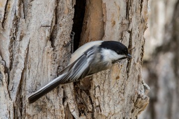 Black capped chickadee