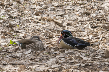 Wood Duck