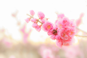 Fototapeta na wymiar Plum blossoms at dusk