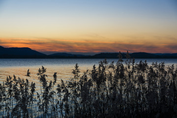 Fototapeta na wymiar Schilf im Sonnenuntergang am schönen Bodensee