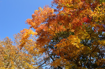 Maple leaves that change to  red leaves with blue sky on the background.