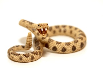 serpente a sonagli in miniatura