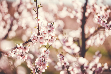 Fleurs de prunier