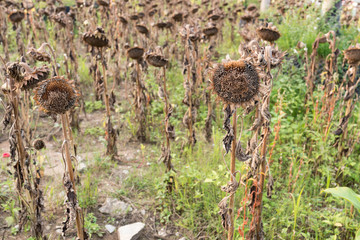 field of fading sunflowers