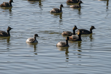 Eared Grebe