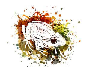 Vector illustration of a frog