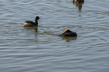 Eared Grebe