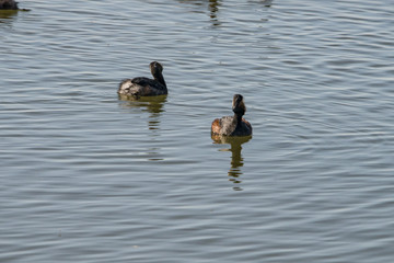 Eared Grebe