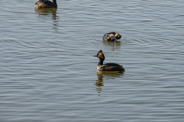 Eared Grebe
