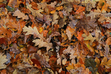 autumn color leaves texture