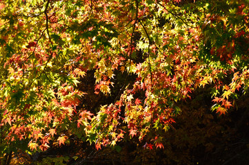 The leaves are changing color from green to orange.