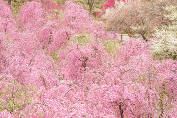 Plum blossoms in full bloom