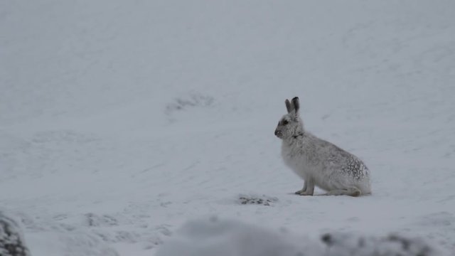 Mountain hare, Lepus timidus, cleaning, eating, running on a sunny day in the snow during winter in the cairngorm national park, scotland