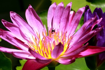 water lily flower in Vietnam