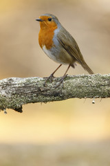 European robin (erithacus rubecula), perched on a branch, Castile and Leon.