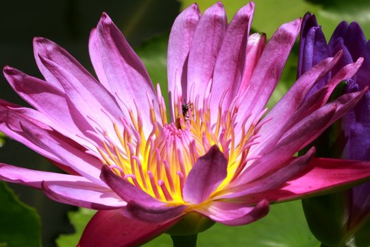 water lily flower in Vietnam