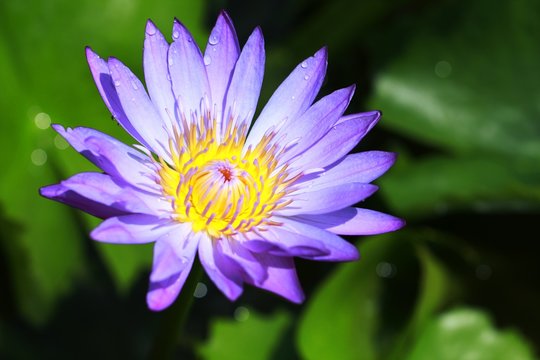 water lily flower in Vietnam