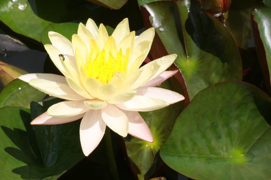 water lily flower in Vietnam