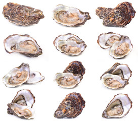 Fresh oyster collection