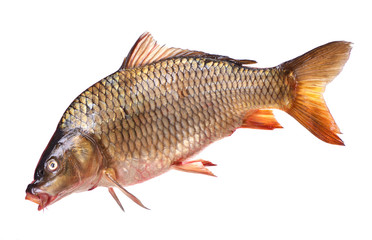 Fish carp