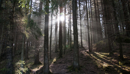 Fototapeta na wymiar positive backlight in the woods