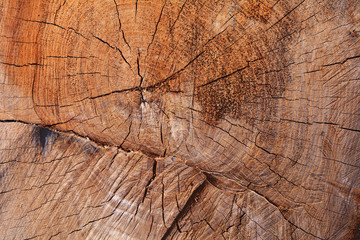 Fototapeta premium Stare drzewo tekstura