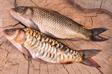 Fish carp